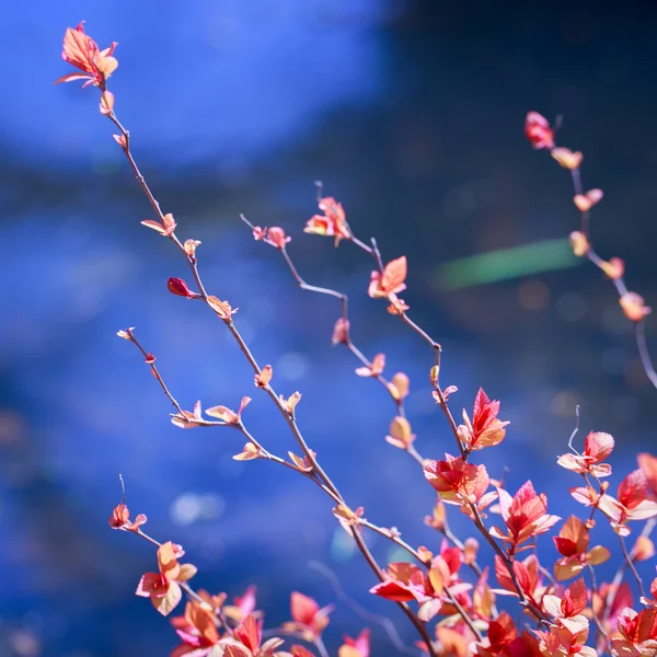 Flor de primavera — Foto de Stock