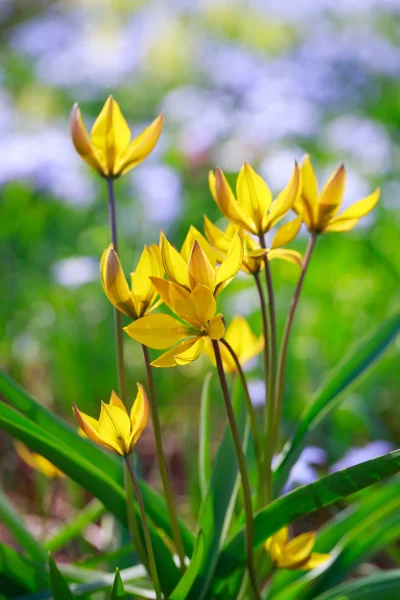 Spring Flower — Stock Photo, Image