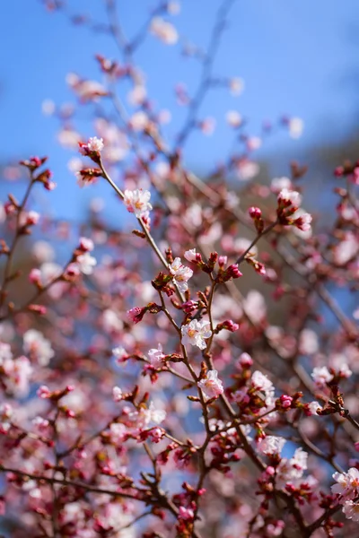 Voorjaar bloem — Stockfoto