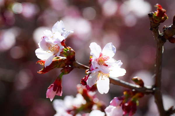 Fleur de printemps — Photo