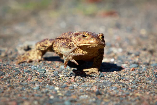 Frog — Stock Photo, Image