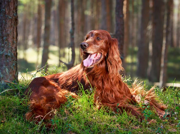 Cane sulla natura — Foto Stock