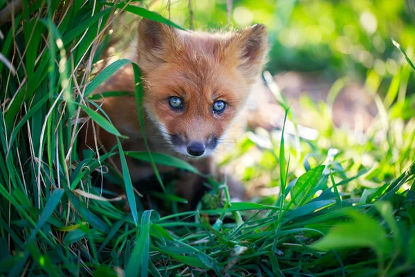 Red fox — Stock Photo, Image