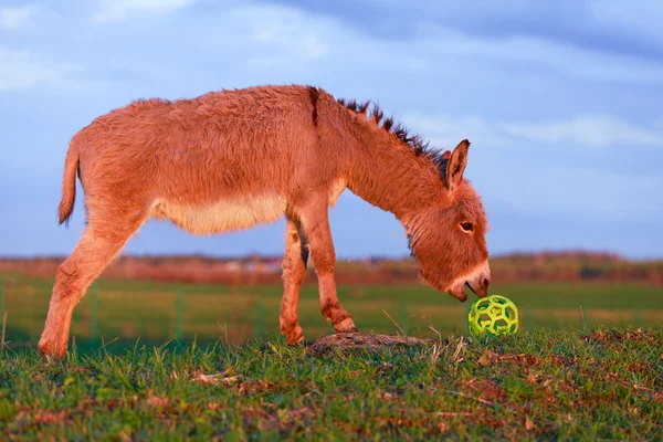 Burro. — Foto de Stock