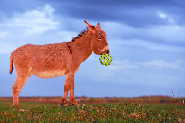 Burro. — Fotografia de Stock