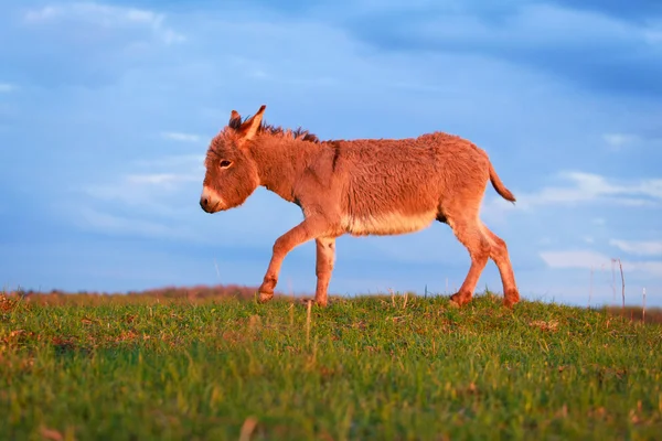 Burro. — Foto de Stock