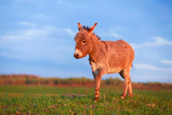 Esel — Stockfoto