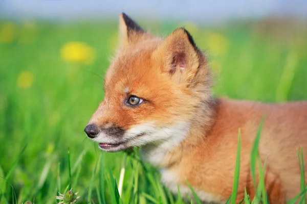 Red fox — Stock Photo, Image