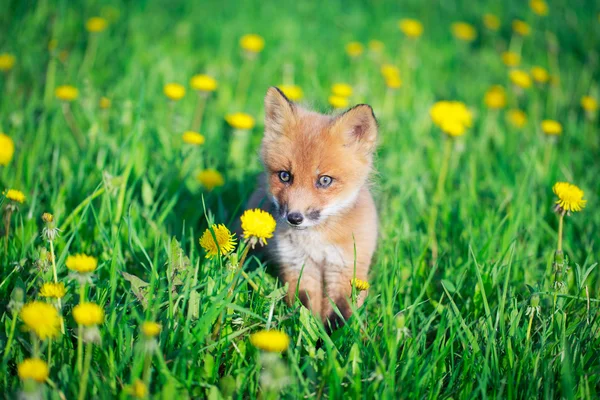 Red fox — Stock Photo, Image