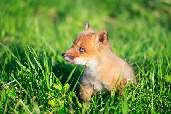 Red fox — Stock Photo, Image