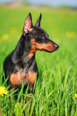 hayvan köpek
