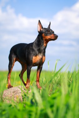 hayvan köpek