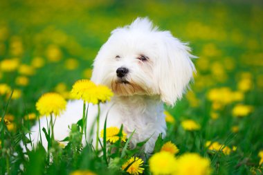 hayvan köpek