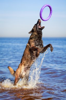 hayvan köpek