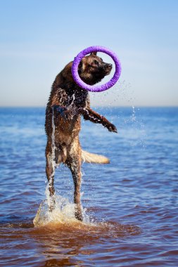 hayvan köpek
