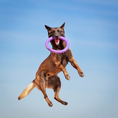 hayvan köpek