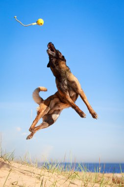 hayvan köpek
