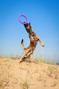 hayvan köpek