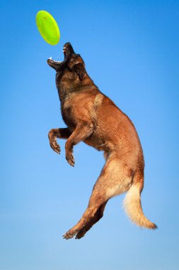 hayvan köpek