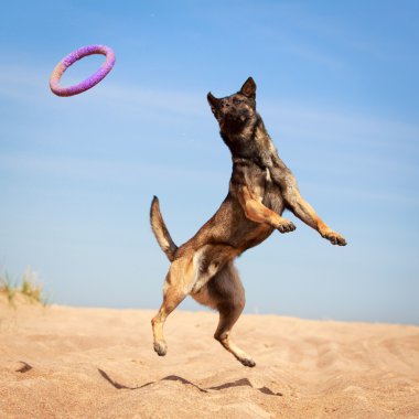 hayvan köpek