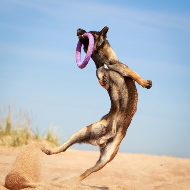 hayvan köpek