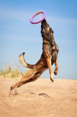 hayvan köpek