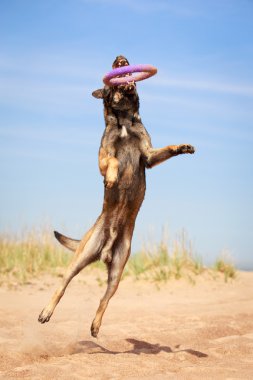 hayvan köpek