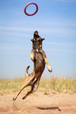 hayvan köpek