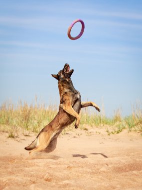 hayvan köpek
