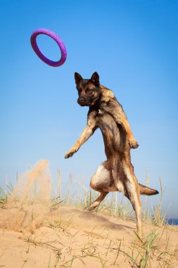 hayvan köpek