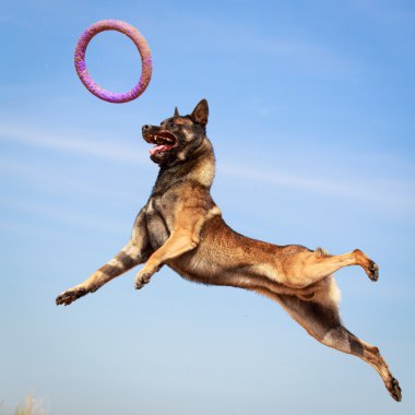 hayvan köpek