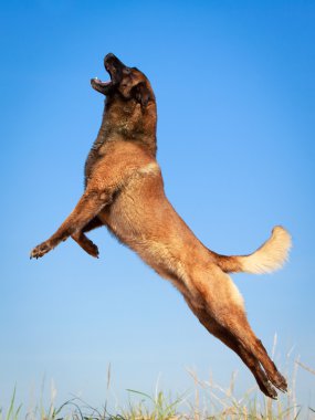 hayvan köpek