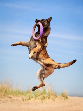 hayvan köpek