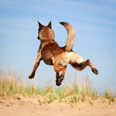 hayvan köpek