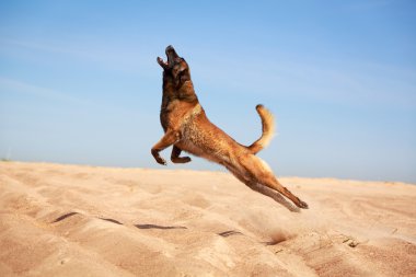 hayvan köpek