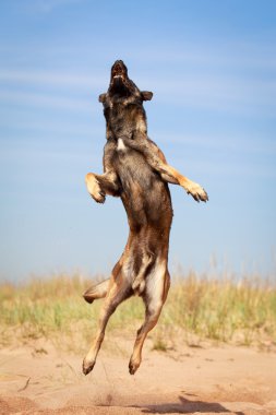 hayvan köpek