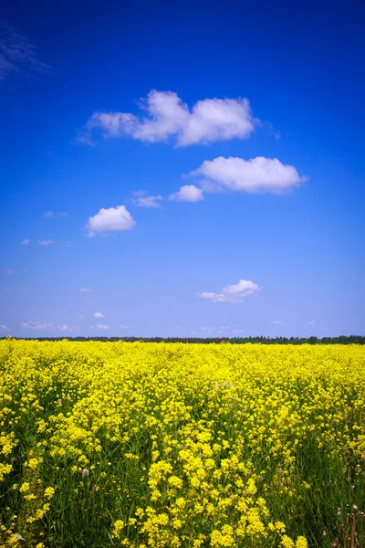 Summer landscape — Stock Photo, Image