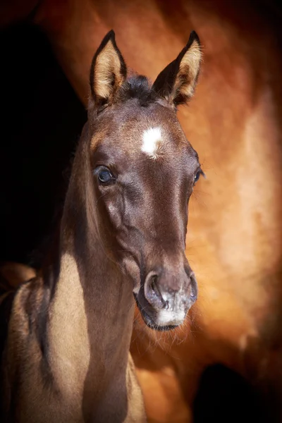 馬の頭の肖像画 — ストック写真