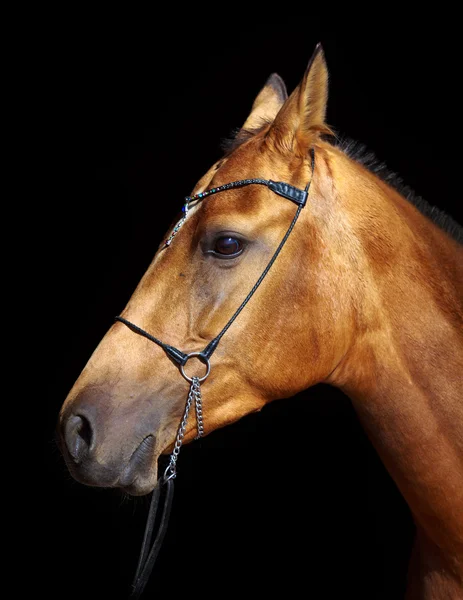 Testa di cavallo ritratto — Foto Stock