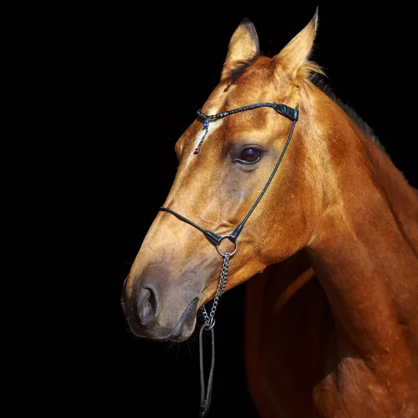 Portret głowa konia — Zdjęcie stockowe