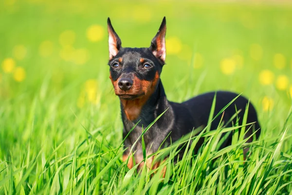 Cão animal — Fotografia de Stock