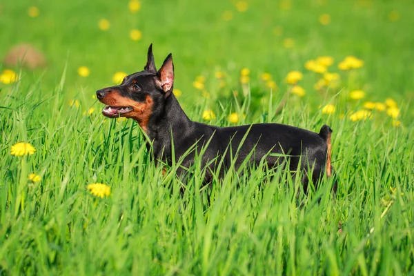 Cane animale — Foto Stock