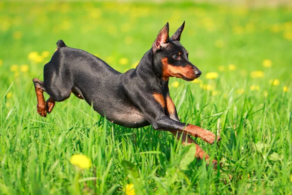 Perro animal — Foto de Stock