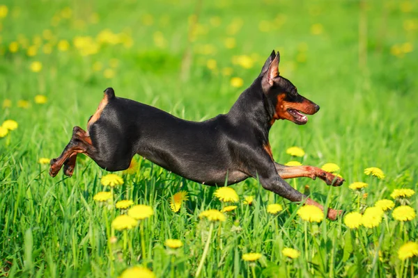 Tierischer Hund — Stockfoto