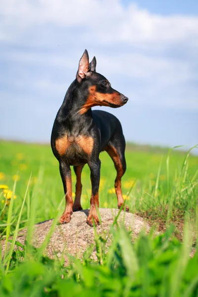 Perro animal — Foto de Stock