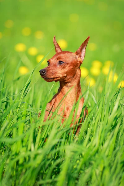 Hayvan köpek — Stok fotoğraf