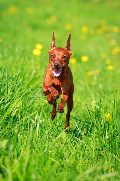 Perro animal — Foto de Stock