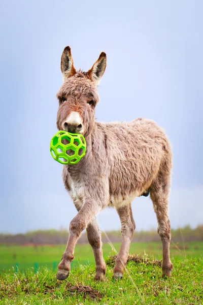 Dierlijk — Stockfoto