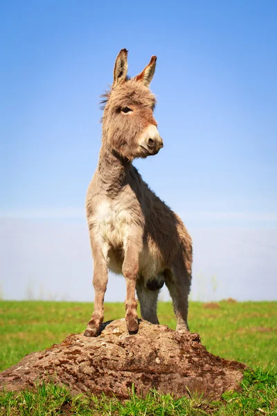 Dierlijk — Stockfoto