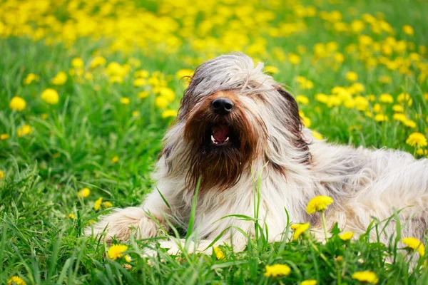 Djur hund — Stockfoto